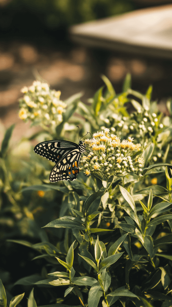 pollinator-garden-butterfly a butterfly lands on a wildflower