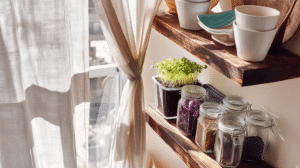 shelves with jars of homemade food and sprouts in a sunny apartment corner